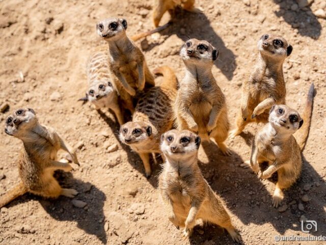 Am Freitag erste Entdeckertour des Erdmännchen-Trios auf der Außenanlage