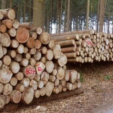 Weniger Schadholz aufgrund von Waldschäden: Holzeinschlag 2023 um 10,3% gesunken