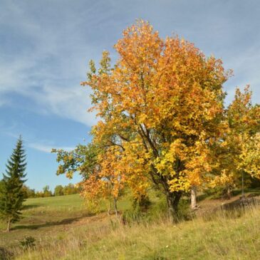 Ministerpräsident Haseloff pflanzt Baum des Jahres in Halle