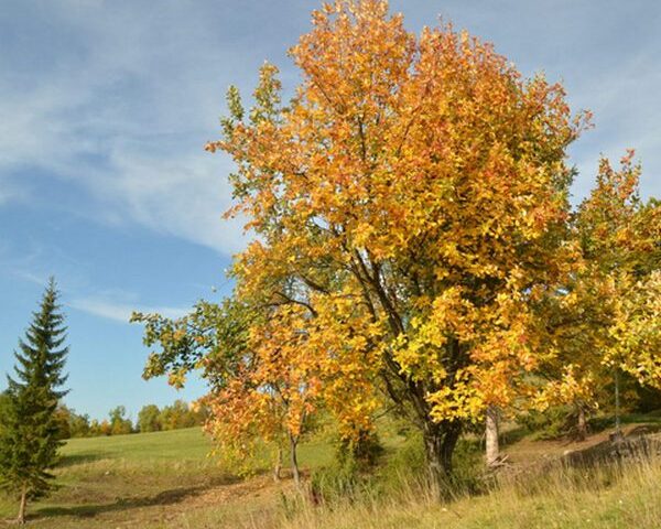 Ministerpräsident Haseloff pflanzt Baum des Jahres in Halle