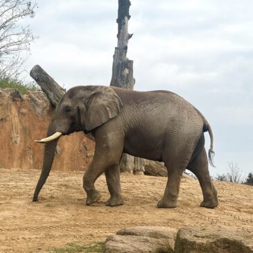 Ausflugstipp: Elefantengeburtstag im Zoo – Kando wird heute 17 Jahre alt!
