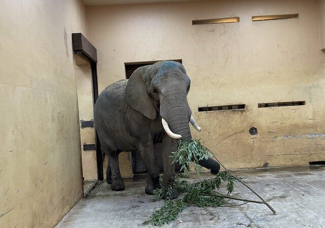 Wow, noch imposanter als erwartet!       Magdeburg bekommt Elefantenkuh „Sweni“