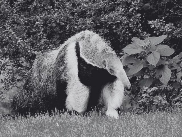Trauer im Zoo: Großer Ameisenbär verstorben