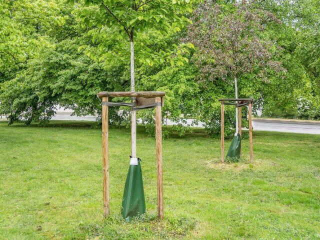 Eigenbetrieb startet mit mehr als 4.000 Jungbäumen in die Bewässerungsperiode