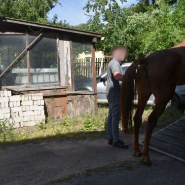 Polizei beschlagnahmt vier Pferde