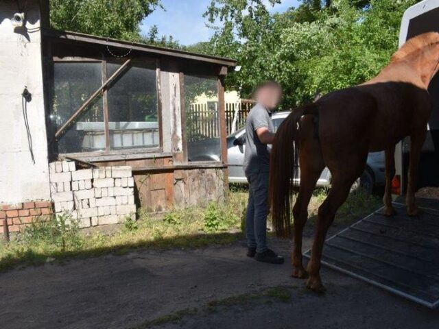 Polizei beschlagnahmt vier Pferde