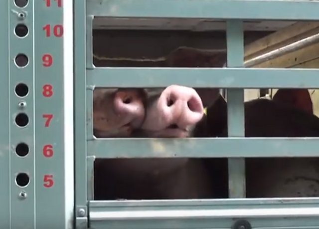 Zum Wohl der Tiere! – Autobahnpolizei kontrolliert Tiertransporter auf der A2