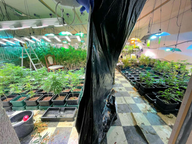 Cannabis-Plantage in Osterwieck hochgenommen