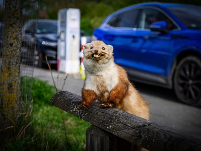 Marders Lieblingsspeise: Kabel und Schläuche
