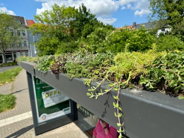 Haltestellen bekommen bepflanzte Dächer: 35 Standorte stehen fest