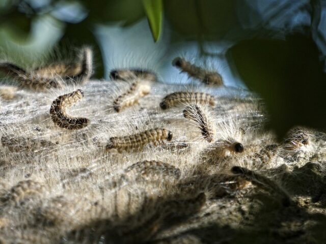 Schädlingsbefall an Eichen hinter dem Schauspielhaus / Eichenprozessionsspinner auf dem Friedensplatz
