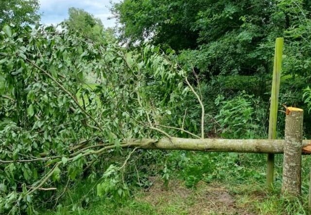 Baum-Vandalismus in Haldensleben: Unbekannte sägen Erle Am Großen Werder ab