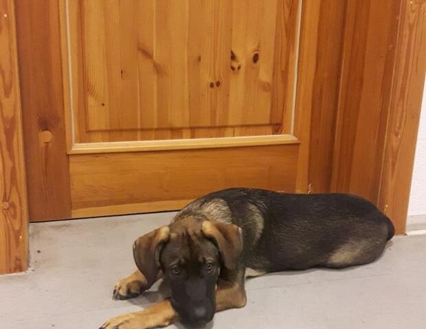 Polizeirevier Harz: Aktuelle Polizeimeldungen