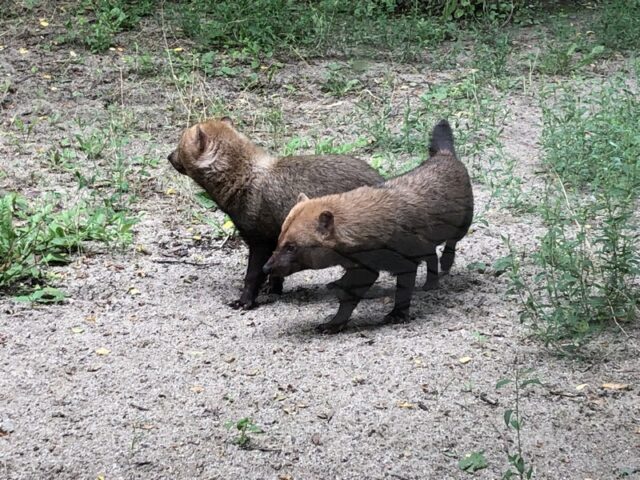 Tierbestand des Zoos: Partnerin für den Waldhund Donald und Jungtier bei den Hirschziegenantilopen