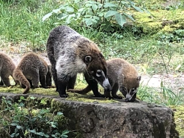 Nachwuchs bei den Weißrüssel-Nasenbären: Drei kleine Rüsselnasen auf Erkundungstour