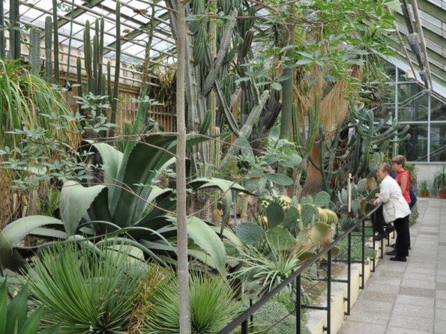 Thematischer Rundgang zu tropischen Nutzpflanzen / Am 21. Juli um 15:00 Uhr in den Gruson-Gewächshäusern