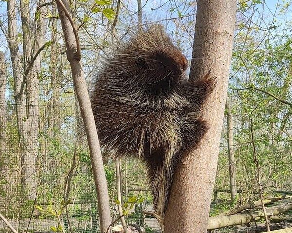Tierpark Bierer Berg: Baumstachler entflohen