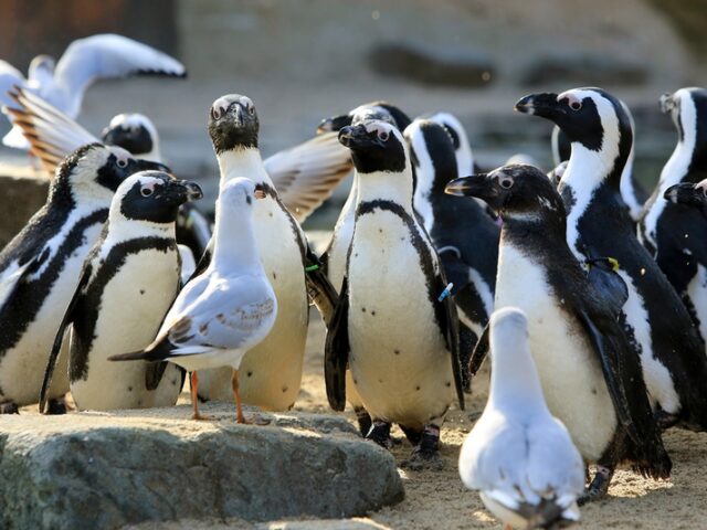 Aktionstag heute im Zoo: Internationaler Tag des Naturschutzes