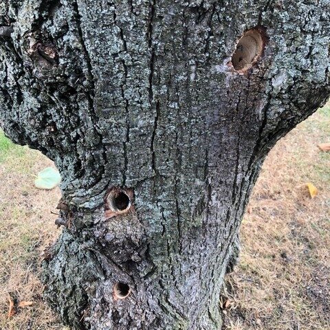 75 Jahre alte Kopflinde in Meitzendorf vergiftet – Zeugenaufruf