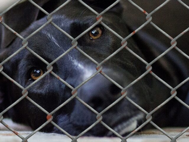 Bundesverband Tierschutz: Tierheime am Limit