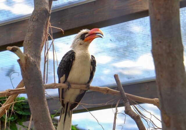 Tierische Neulinge im Zoo: Deckens Toko-Pärchen