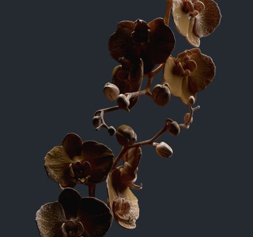 Goom Gum veröffentlichen neue Single „Darkness“