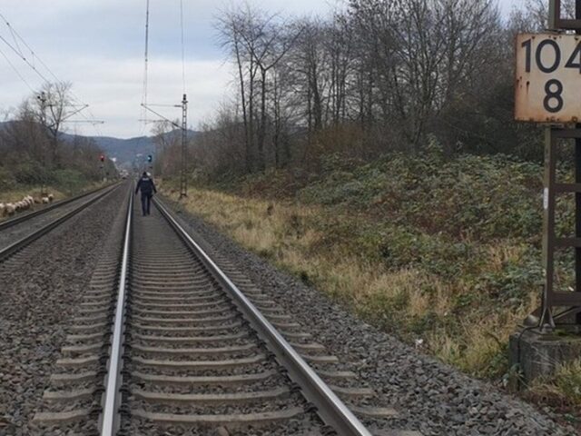 Gleich zwei Polizeieinsätze wegen Schafe und Ziegen im und am Gleis