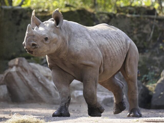 Herbstferienprogramm: Spitzmaulnashorn-Nachwuchs MALIA wird ein Jahr alt!