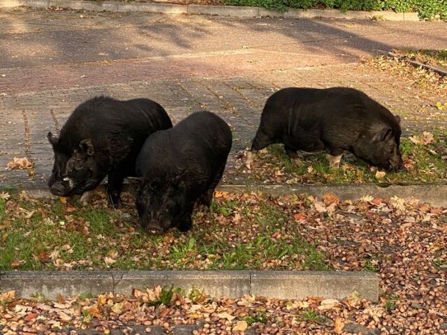 Freilaufende Schweine erkunden Olvenstedt