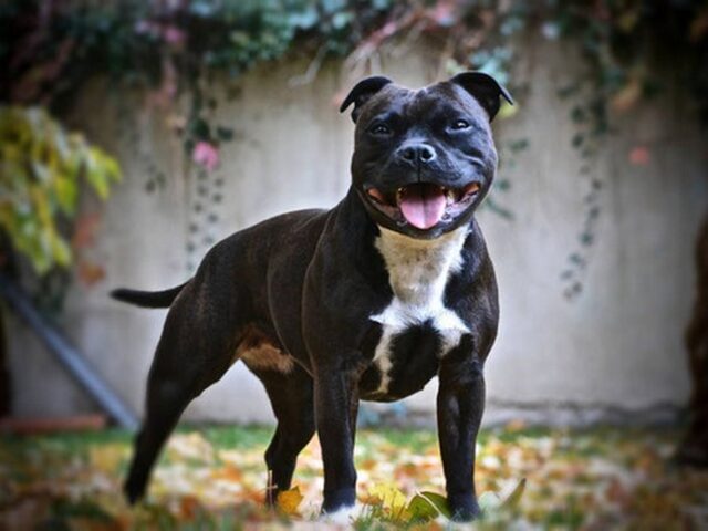 Verfahren gegen uneinsichtige Hundehalterin / Magdeburger Ordnungsamt stellt Hündin sicher