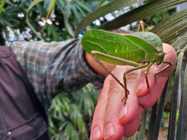 300 frisch geschlüpfte Falter und grüne „Monster“ im Magdeburger Schmetterlingshaus
