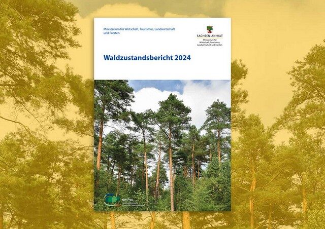 Waldzustandsbericht 2024: Niederschläge sorgen für Erholung in Sachsen-Anhalts Wäldern
