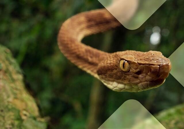 Terra X Doku: Tabu – Betreten verboten! (ZDF  19:30 – 20:15 Uhr)