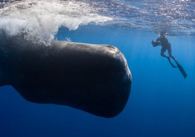 Dokumentarfilm: Patrick and the Whale – Eine außergewöhnliche Freundschaft (Arte  20:15 – 21:25 Uhr)