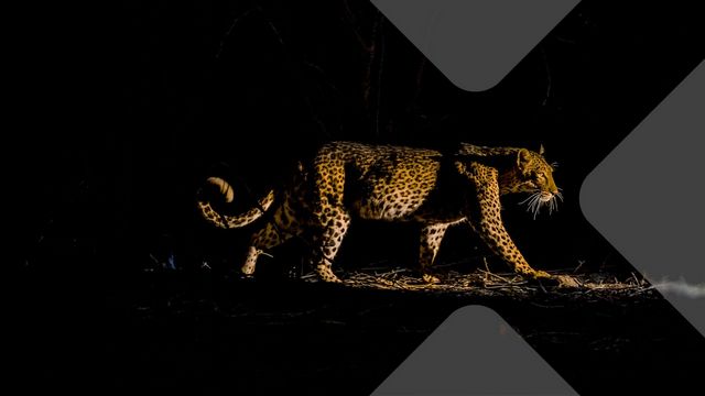 Terra: Säugetiere bei Nacht (ZDF  19:30 – 20:15 Uhr)
