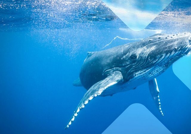 Terra X: Säugetiere im Wasser (ZDF  19:30 – 20:15 Uhr)