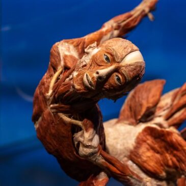 Ausstellung KÖRPERWELTEN ab Freitag in der Magdeburger Hyparschale