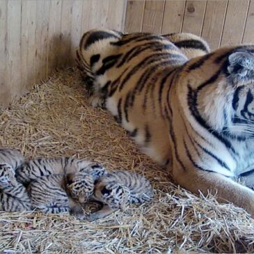 Seltenheit: Fünf Tigerjunge im Zoo Magdeburg