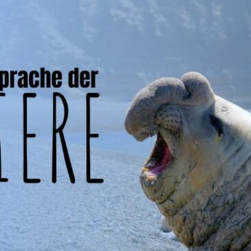 Tierdoku: Die Sprache der Tiere (Arte  20:15 – 21:45 Uhr)