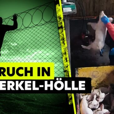 MDR-Reihe „exactly“ zum Thema: „Lebendig im Müll – so grausam werden Ferkel getötet“