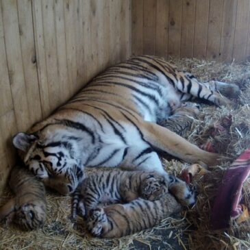 Tierischer Verlust im Zoo: Eins der Fünflinge des Sibirischen Tigers verstorben