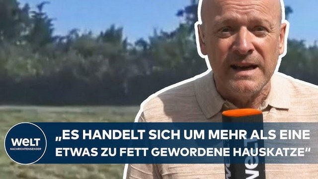 GROẞKATZE IN SACHSEN-ANHALT: Mutmaßliche Puma-Sichtung sorgt bei Campern für Alarmstimmung!