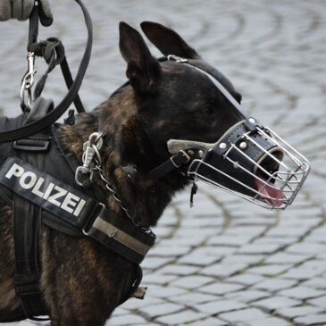 Herrenloser Koffer am Hauptbahnhof Stendal – Rückgabe an Eigentümer nach Polizeieinsatz