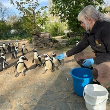Finale der Festwoche am 28. Juli im Zoo: Internationaler Naturschutztag