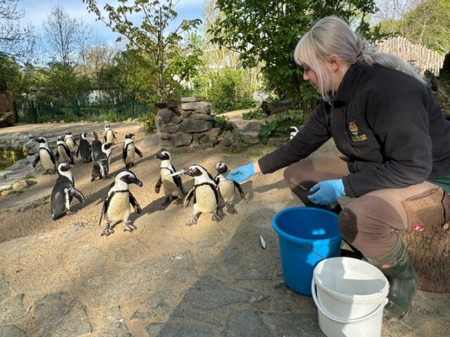 Finale der Festwoche am 28. Juli im Zoo: Internationaler Naturschutztag