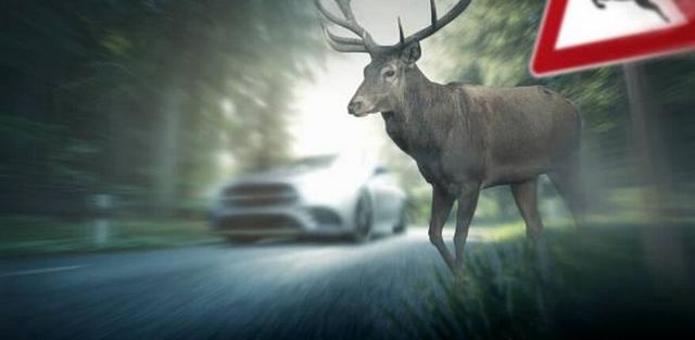 Landkreis Börde sucht Wildschadensschätzer