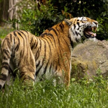 Tigerkater Kratz zieht von Magdeburg nach Ungarn um