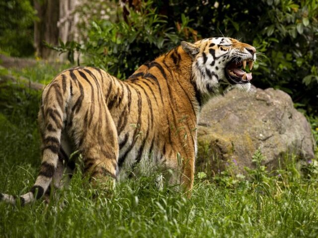 Tigerkater Kratz zieht von Magdeburg nach Ungarn um