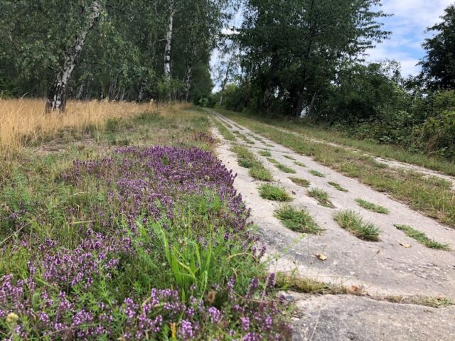 Umweltministerium sucht engagierte Menschen für neuen Fachbeirat zum „Grünen Band“