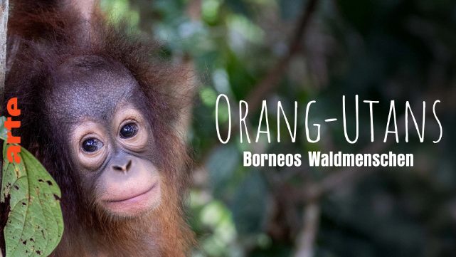 Doku: Orang-Utans – Borneos Waldmenschen (Arte  20:15 – 21:45 Uhr)